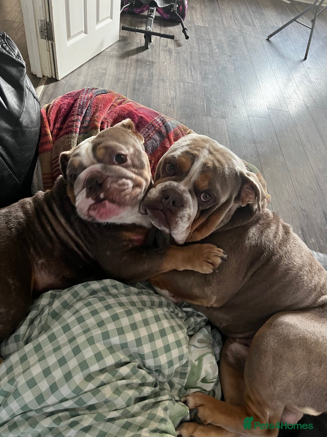 English Bulldog dogs for sale: Rehomimg due to break up - Image 23