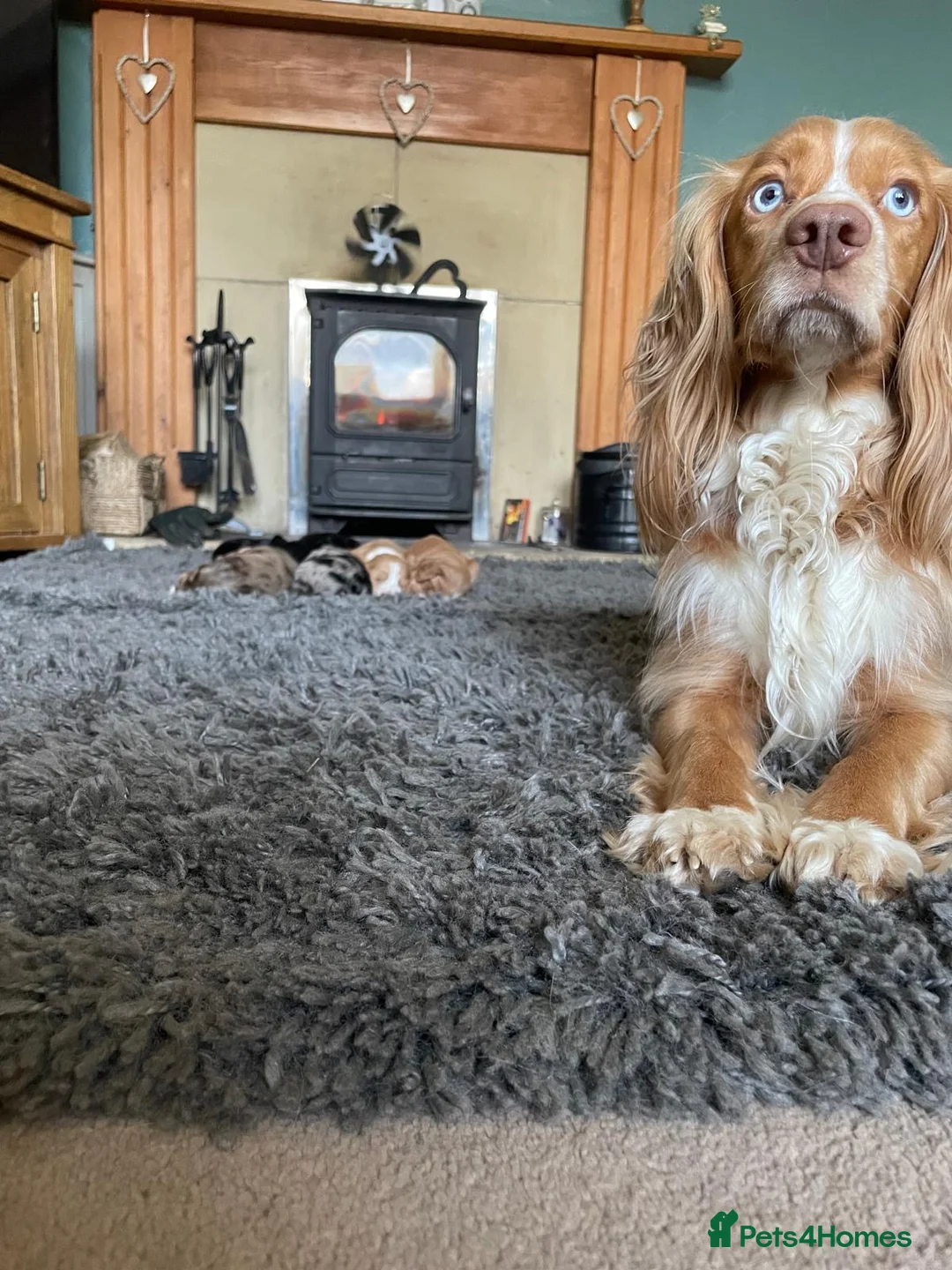 Cocker Spaniel dogs for sale: cocker spaniel puppies  - Advert 2