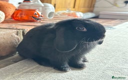 Mini Lop rabbits for sale: Mini lop boy rabbit  - Image 2