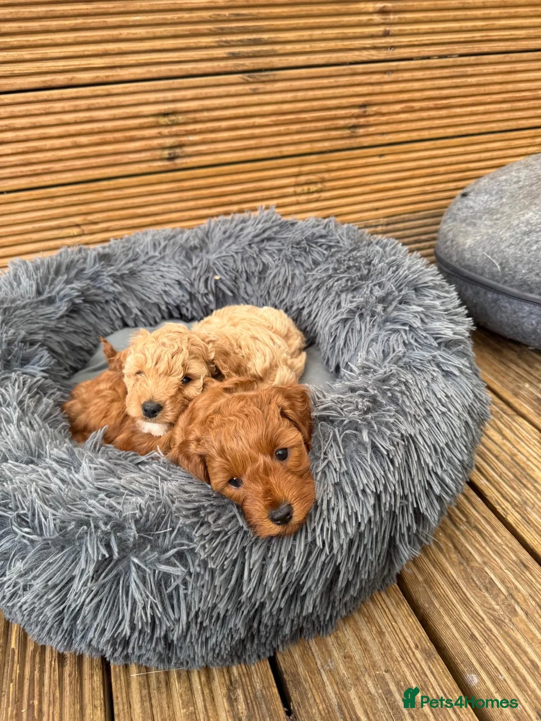 Cavapoo dogs for sale: Beautiful puppies  Cavapoo F1b - Advert 1