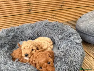 Cavapoo dogs Beautiful puppies Cavapoo F1b - Advert 2