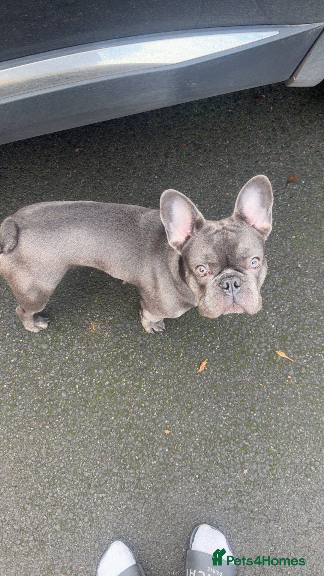 French Bulldog dogs for sale: 9 month old Frenchie looking for a new home - Advert 1