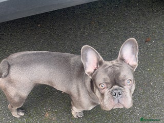 French Bulldog dogs 9 month old Frenchie looking for a new home - Advert 4