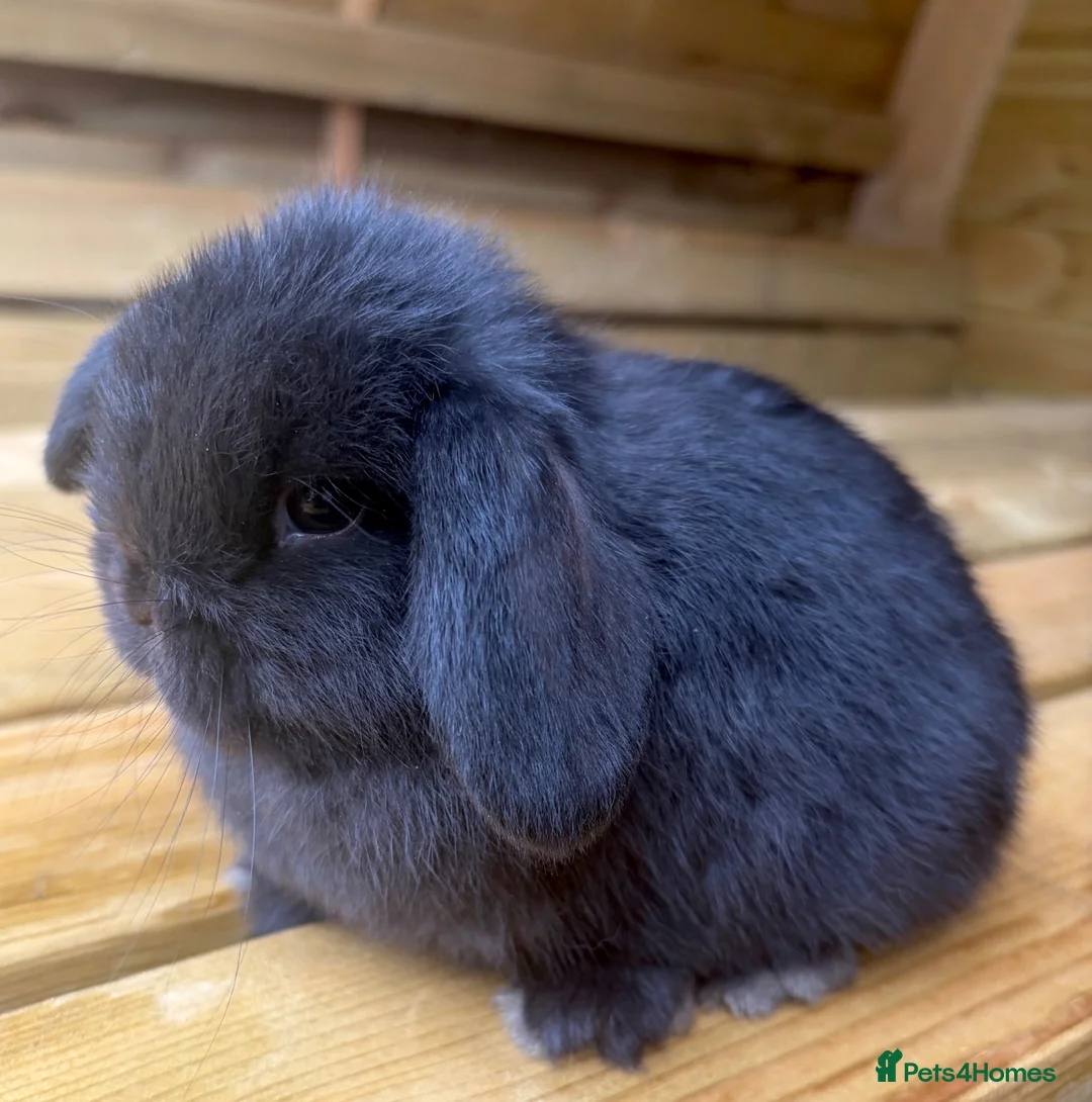 Mini Lop rabbits for sale: Pure bred mini lop baby boy - Advert 2