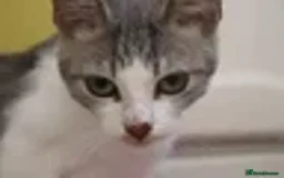 British Shorthair cats for adoption: ADOPTION: Saoirse & Tadgh  - Image 3