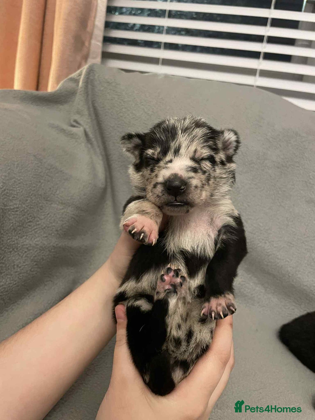 Mixed Breed dogs for sale: Thai ridgeback x merle border collie  - Image 5