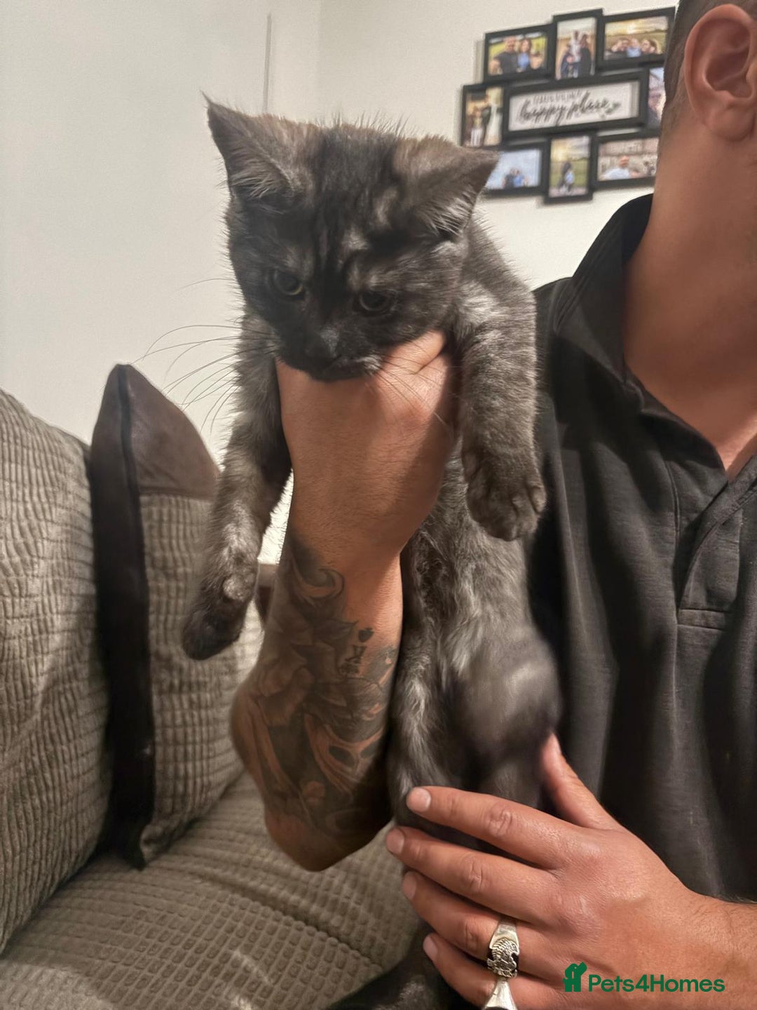 Maine Coon cats for sale: 🖤 Gorgeous 3-Month-Old Maine Coon Girl 🖤 - Image 3