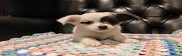 Chihuahua dogs for sale: Chihuahua Puppies for sale, Ready for loving homes - Advert 19