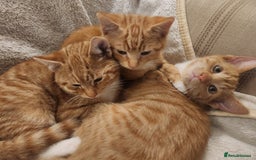 Domestic Shorthair cats for sale: Stunning litter of seven ginger kittens  - Image 3
