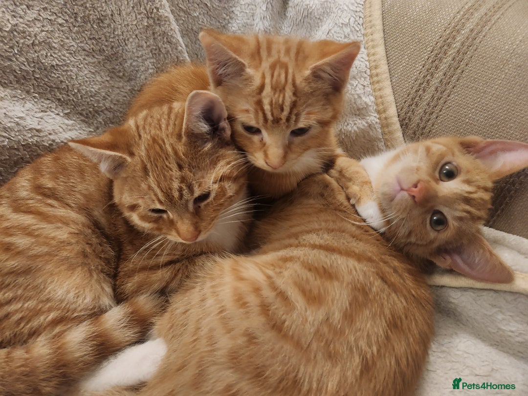 Domestic Shorthair cats for sale: Stunning litter of seven ginger kittens  - Image 3