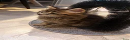Maine Coon cats for sale: Mainecoon x bengal x russian blue mix  - Advert 16