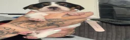 Mixed Breed dogs for sale: 8 beautiful frenchie cross cocker spaniels  in Blackpool - Advert 6