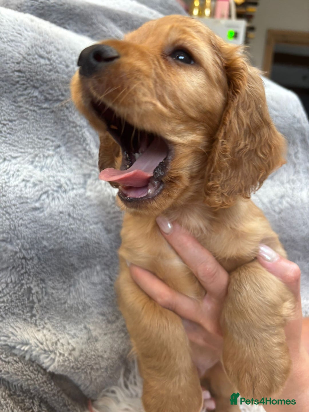 Cocker Spaniel dogs for sale: Outstandingly bred stunning worker cocker spaniels - Image 9