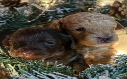 Shihpoo dogs for sale: 4 Beautiful Toy poodle x Shihpoos - Image 16