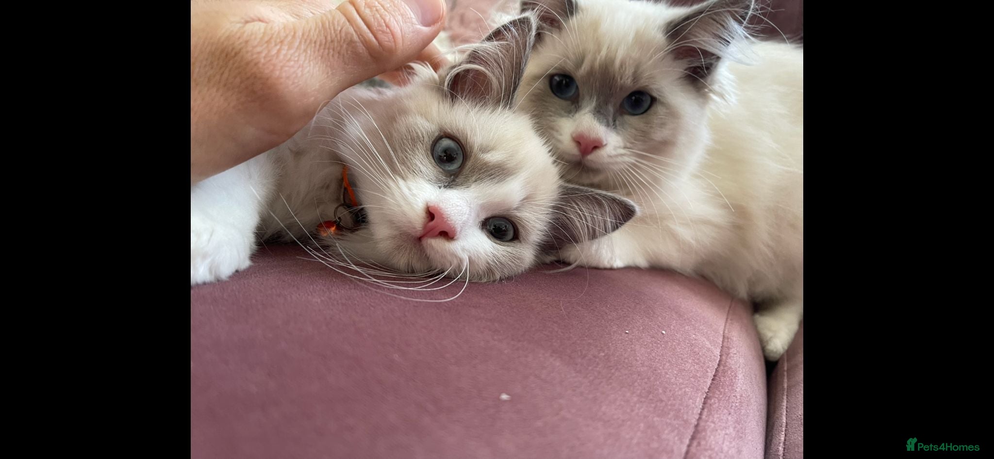Ragdoll cats Child Friendly Ragdoll and Ragdoll Cross Kittens  - Advert 2