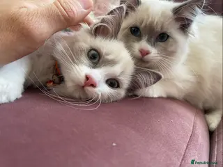 Ragdoll cats Child Friendly Ragdoll and Ragdoll Cross Kittens - Advert 2