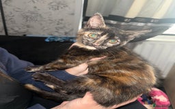 Mixed Breed cats for sale: Female kitten  - Image 1