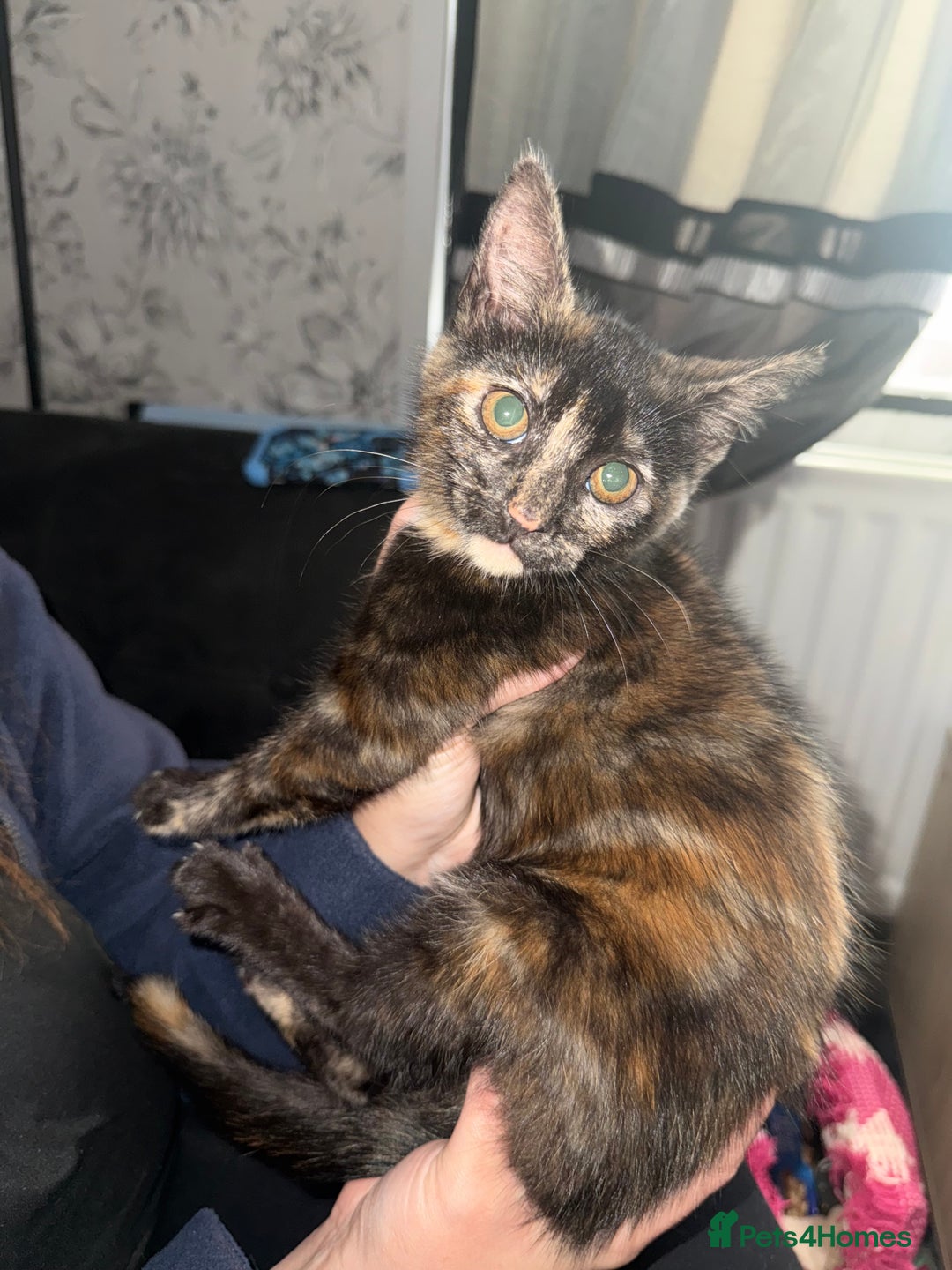 Mixed Breed cats for sale: Female kitten  - Image 1