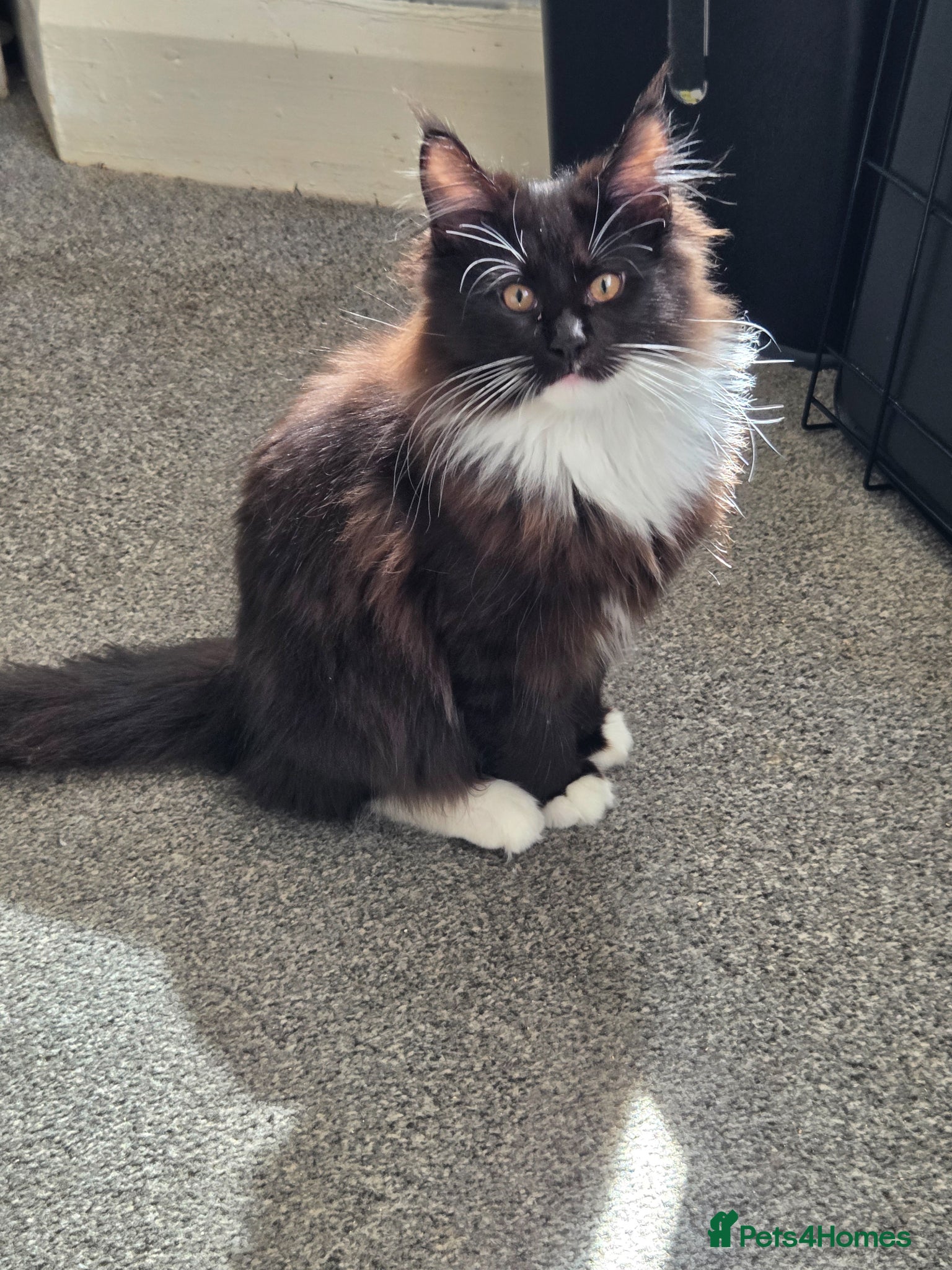 Maine Coon cats Pedigree Maine Coon Kittens for Sale - Advert 1