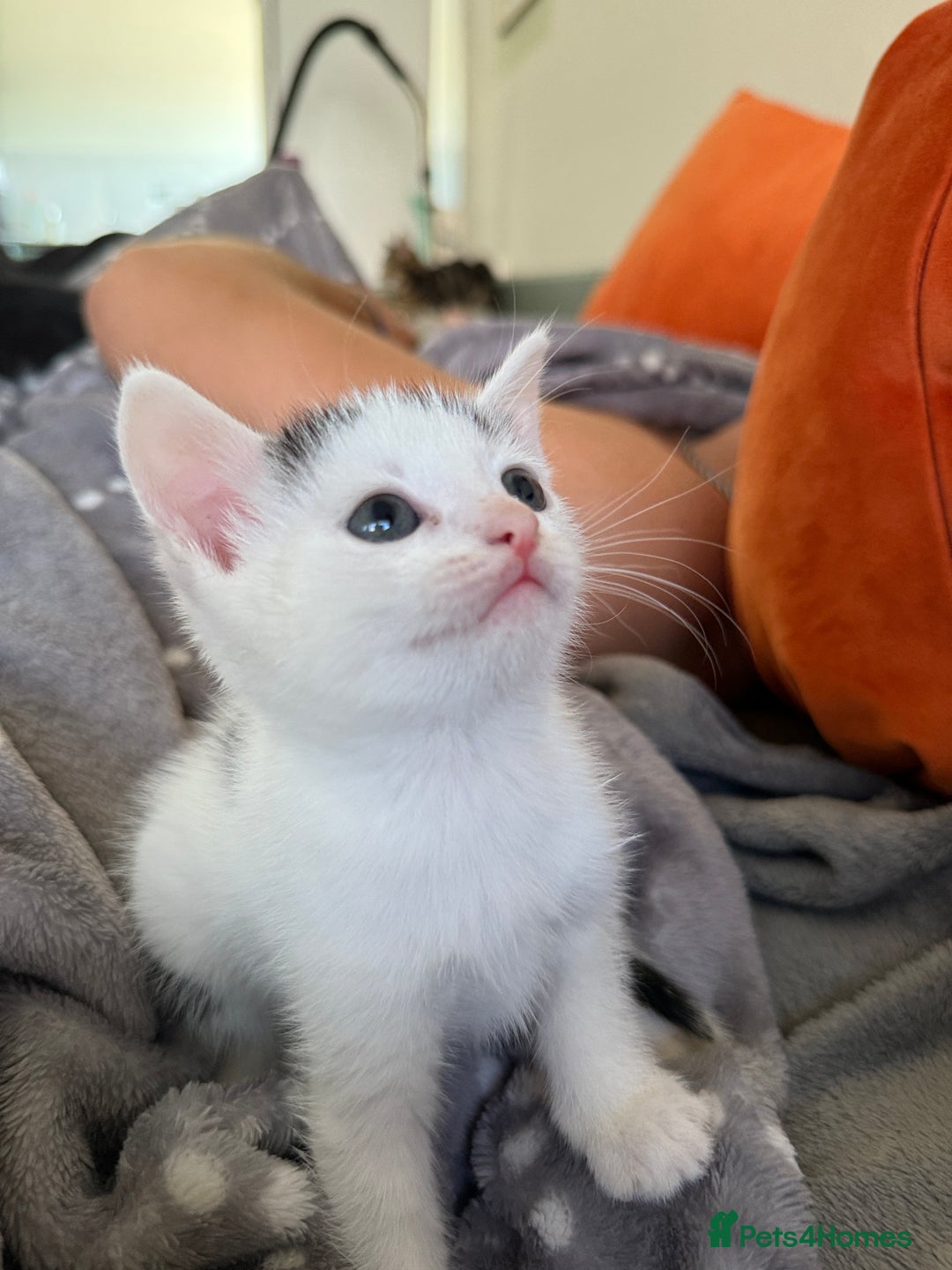 Domestic Shorthair cats for sale: KITTENS READY FOR COLLECTION - Image 7