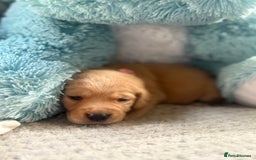 Cockerdor dogs for sale: 🐶Cockerdor Puppies 🐶 - Image 1