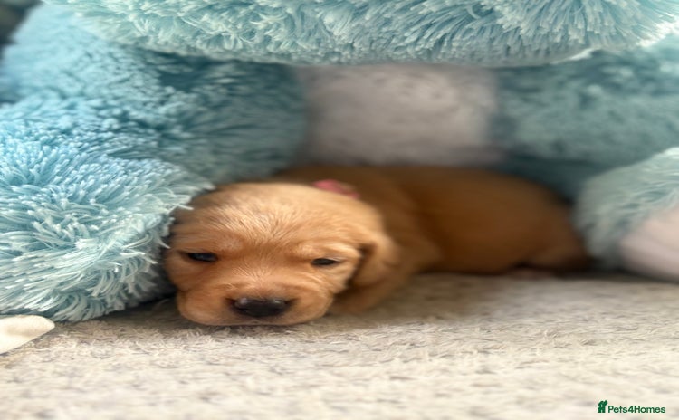 Cockerdor dogs - Advert 1