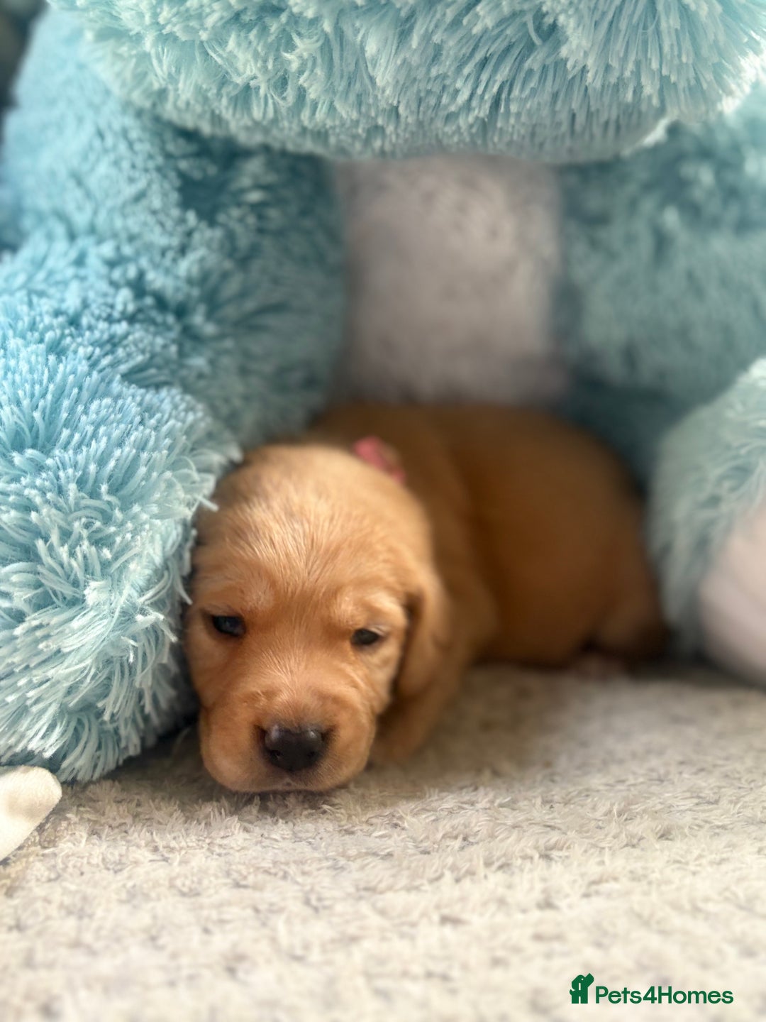 Cockerdor dogs for sale: 🐶Cockerdor Puppies 🐶 - Image 1