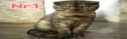 Scottish Fold cats for sale:  3 Full Pedigree Fold Girls        - Advert 13