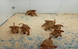 Labrador Retriever dogs for sale: Kc reg fox red working Labradors  - Image 1