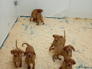 Labrador Retriever dogs Kc reg fox red working Labradors - Advert 7