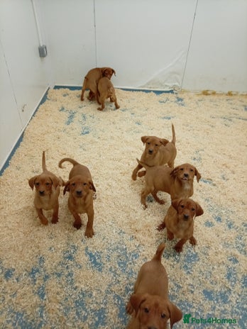 Labrador Retriever dogs - Advert 3