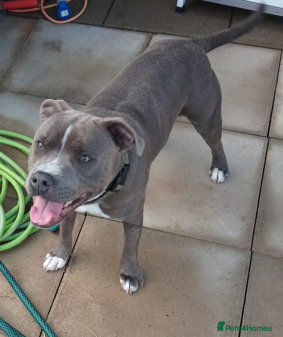 Staffordshire Bull Terrier dogs for sale: Blue Staffordshire bull terrier  - Image 2