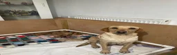 Labrador Retriever dogs for sale: Labrador retriever puppies in Saint Austell - Advert 11