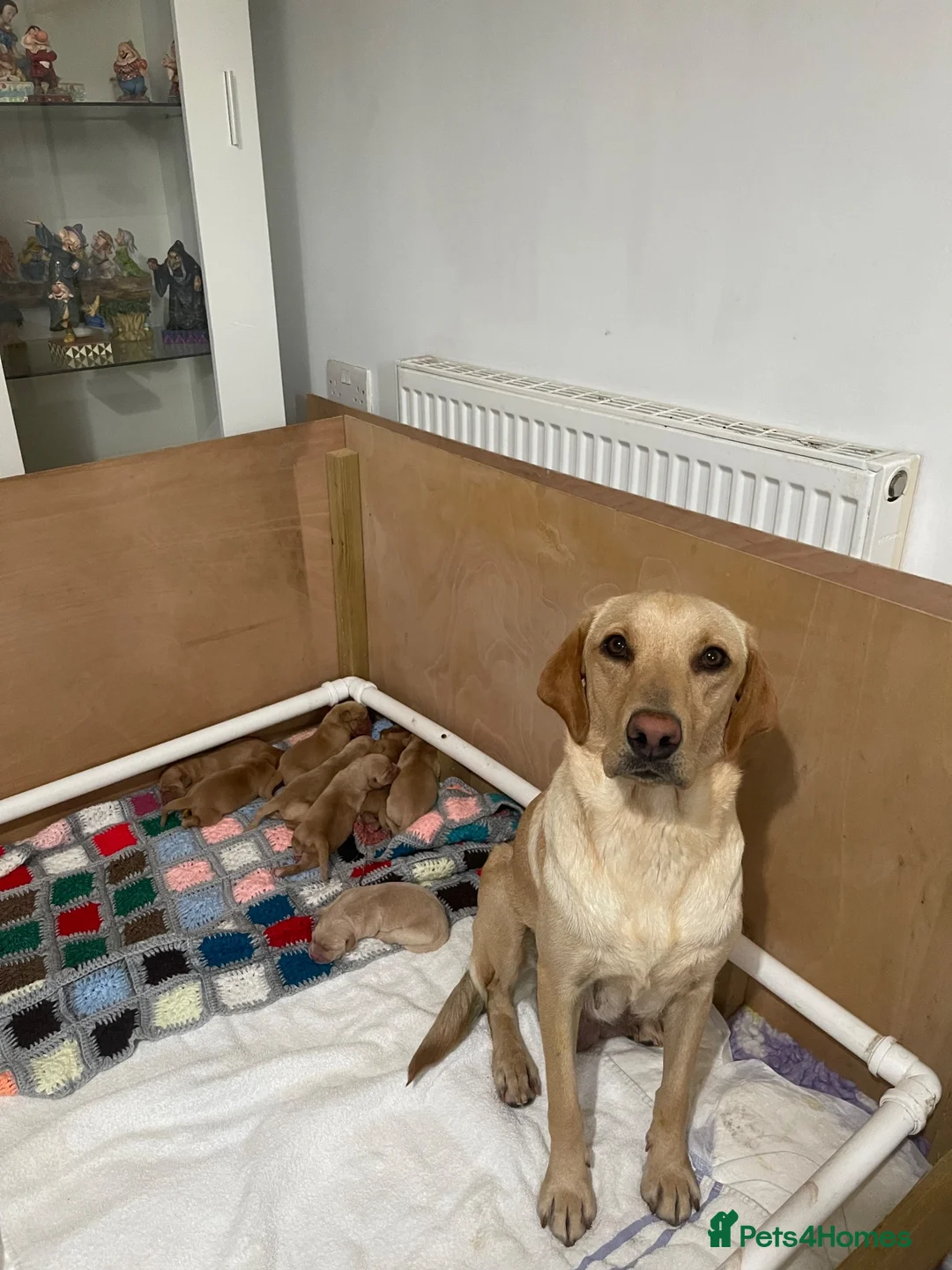 Labrador Retriever dogs for sale: Labrador retriever puppies in Saint Austell - Advert 11
