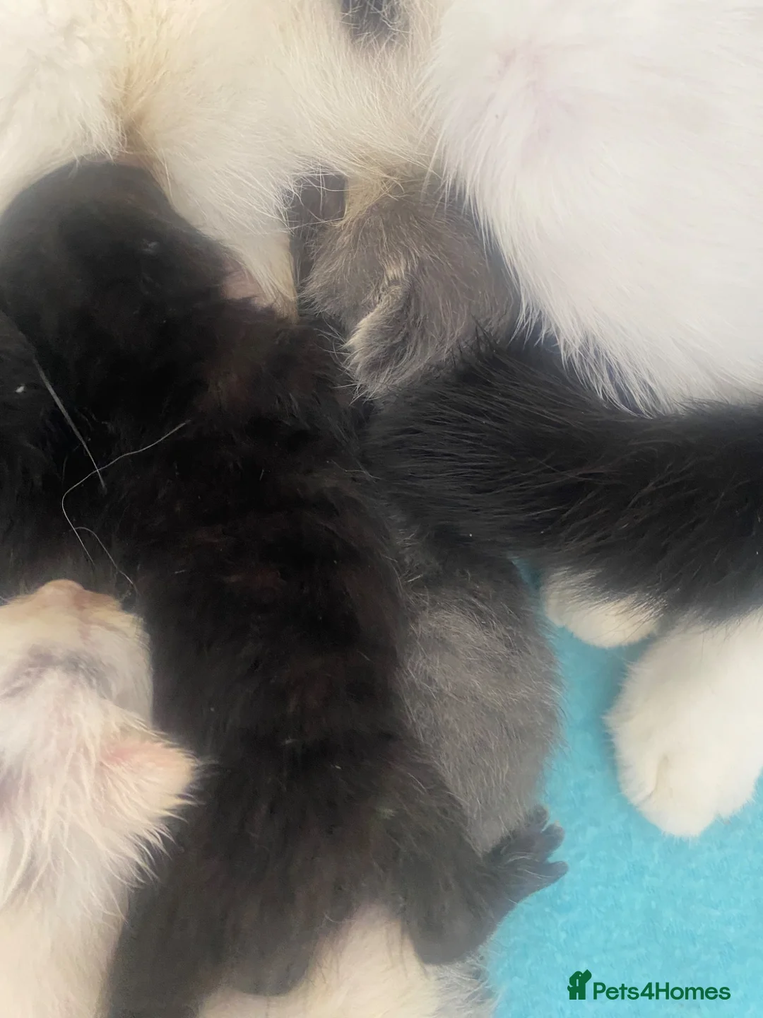 Mixed Breed cats for sale: 5 kittens ready for new homes in august - Advert 2