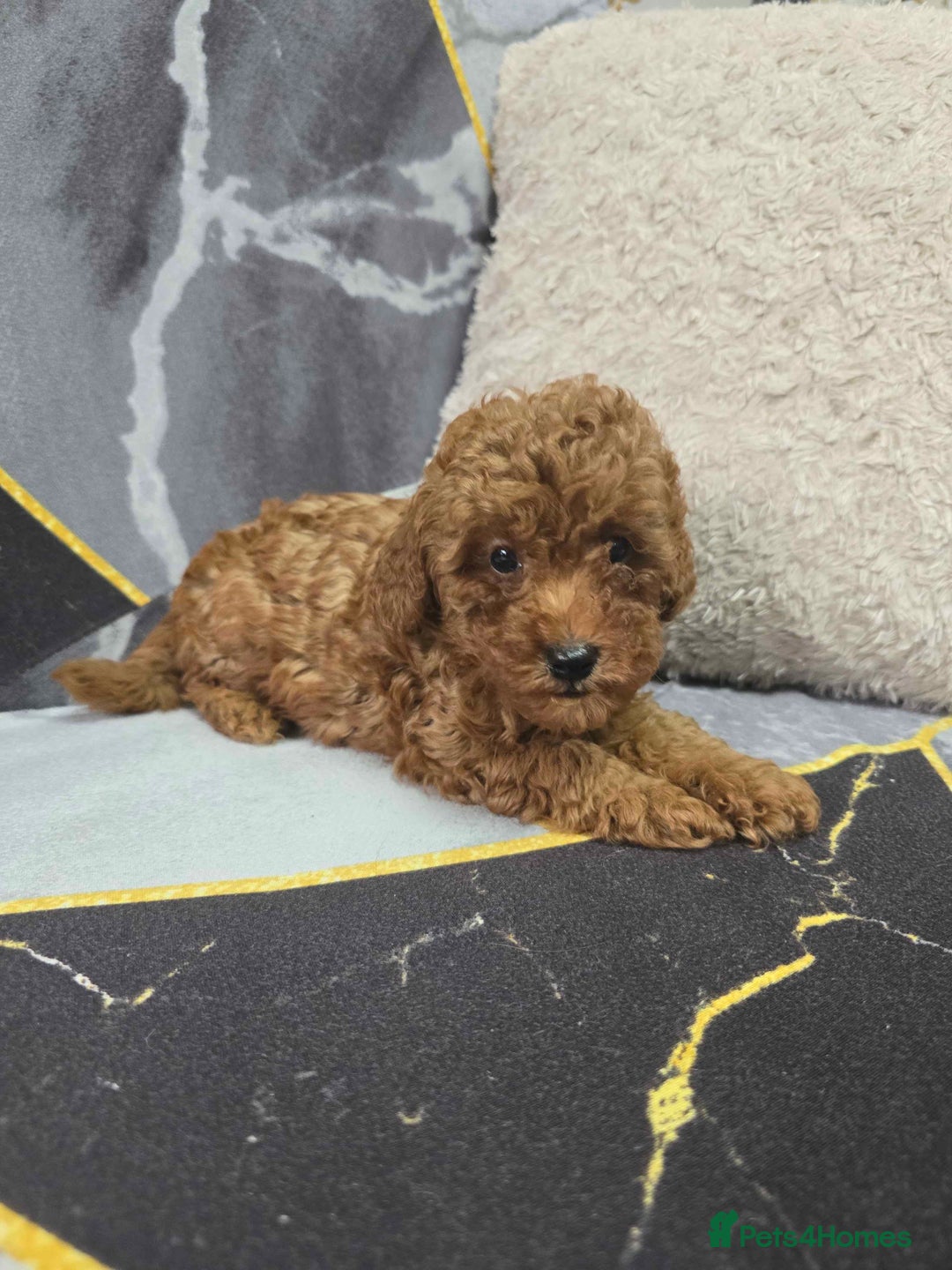 Toy Poodle dogs for sale: 3 Stuninngly cute red toy poodle puppies - Advert 16