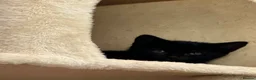 Mixed Breed cats for sale: Kittens  - Advert 9