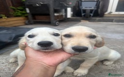 Golden Retriever dogs for sale: Beautiful April Fools Day Golden Retriever Puppies - Image 9