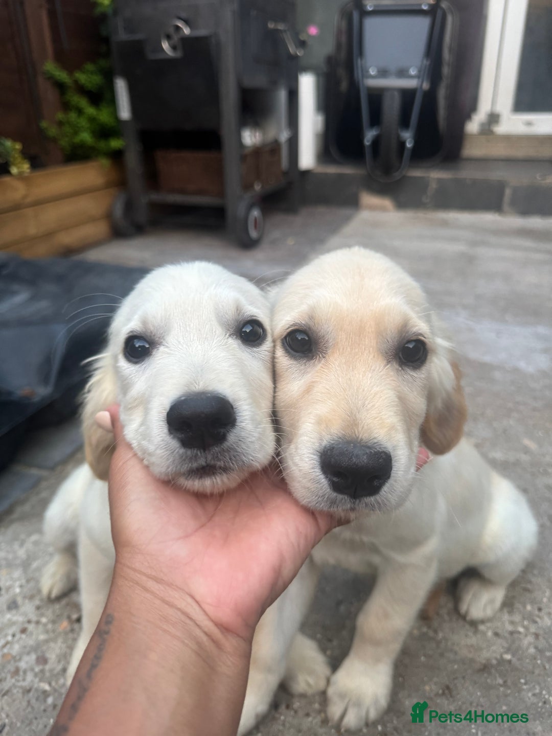 Golden Retriever dogs for sale: Beautiful April Fools Day Golden Retriever Puppies - Image 9