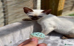 Siamese cats for sale: 😻 Top Quality All Colours Siamese Kittens.  - Image 5