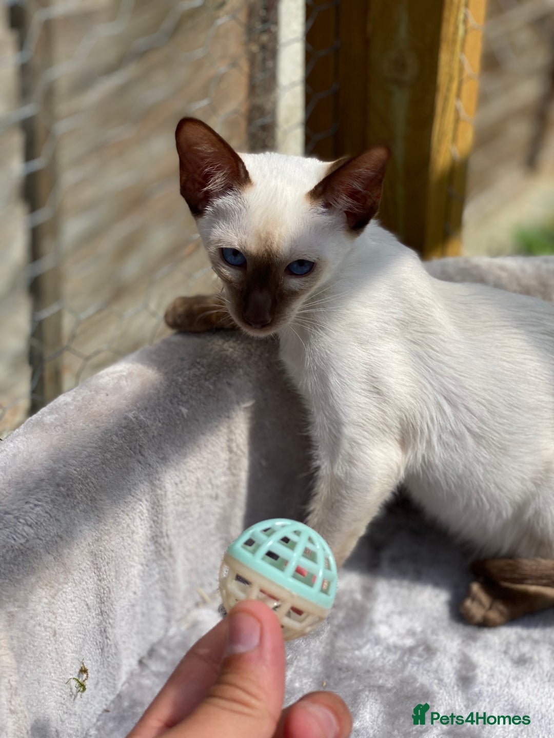 Siamese cats for sale: 😻 Top Quality All Colours Siamese Kittens.  - Image 5