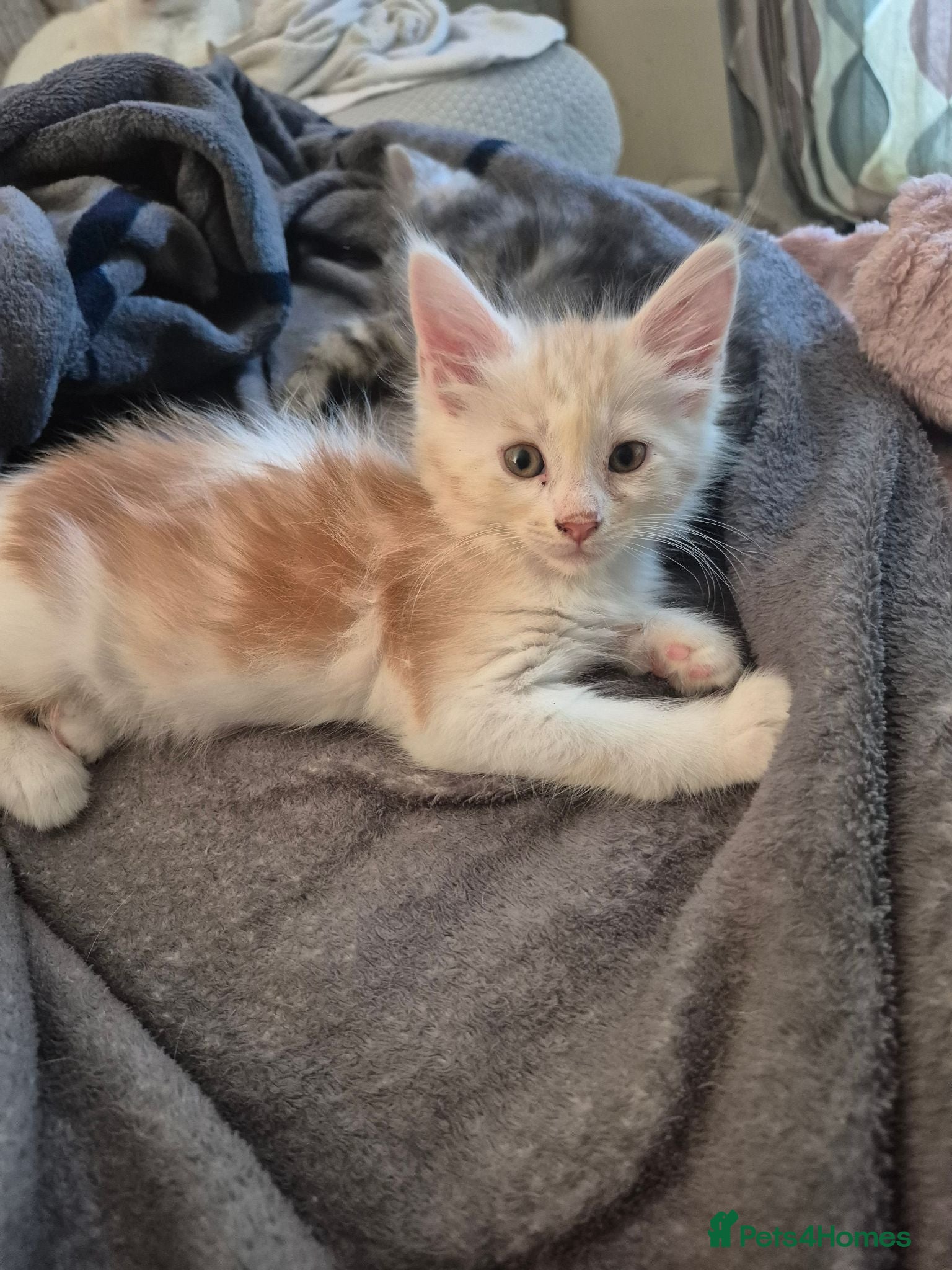 Maine Coon cats Maine coon baby floofs - Advert 8