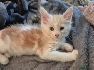 Maine Coon cats Maine coon baby floofs - Advert 8