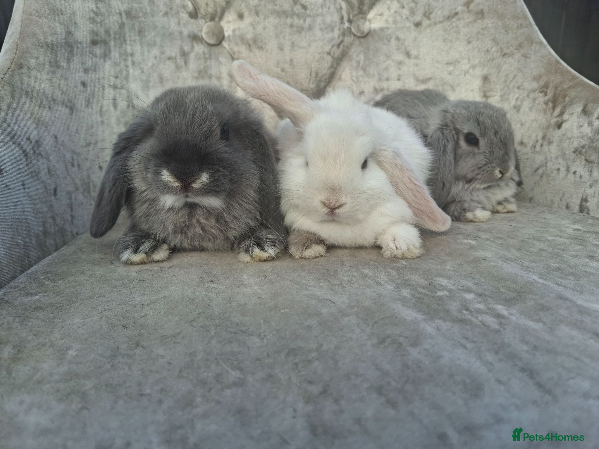 Mini Lop rabbits Free starter pack! Baby mini lops  - Advert 2