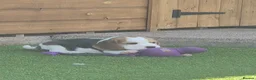 Beagle dogs for sale: Kc registered champion show line beagle puppies  - Advert 16