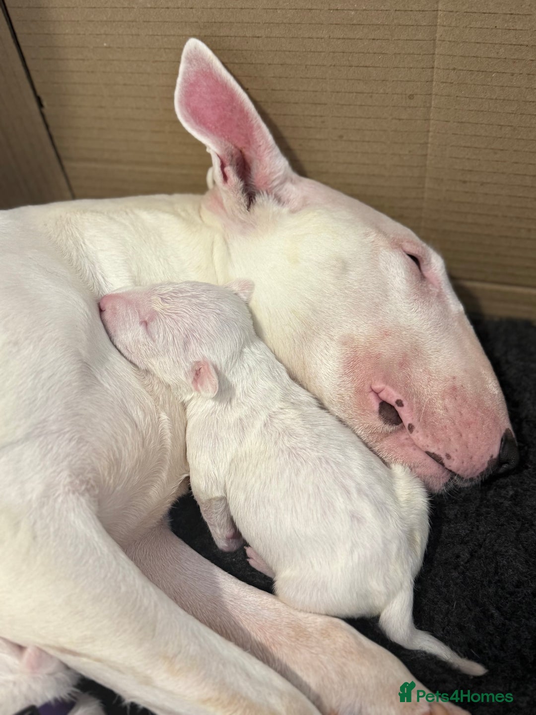 English Bull Terrier dogs for sale: Outstanding English Bull Terrier Puppies - Image 15