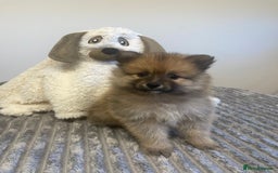 Pomeranian dogs for sale: LAST GIRL READY NOW Pomeranian puppies - Advert 9