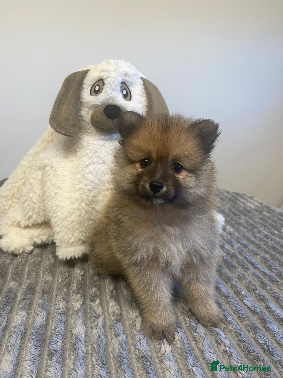 Pomeranian dogs for sale: LAST GIRL READY NOW Pomeranian puppies - Advert 9