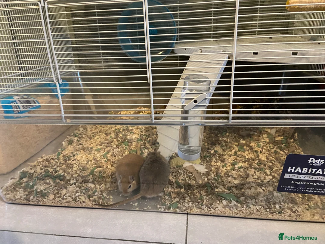 Gerbil rodents for sale: Gerbils  in Dudley - Advert 2