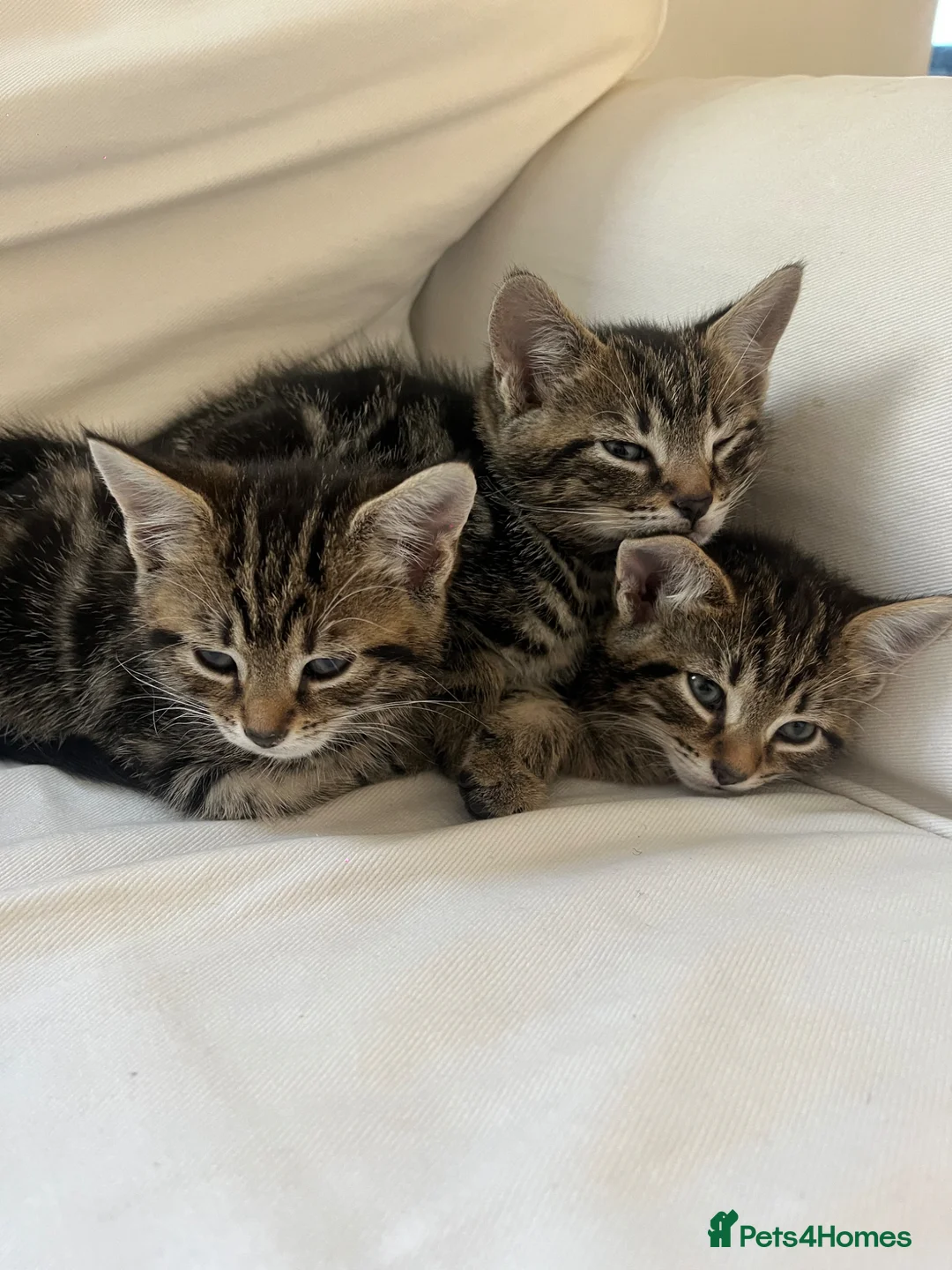 Mixed Breed cats for sale: Lovely tabby kittens for sale  in Penzance - Advert 1